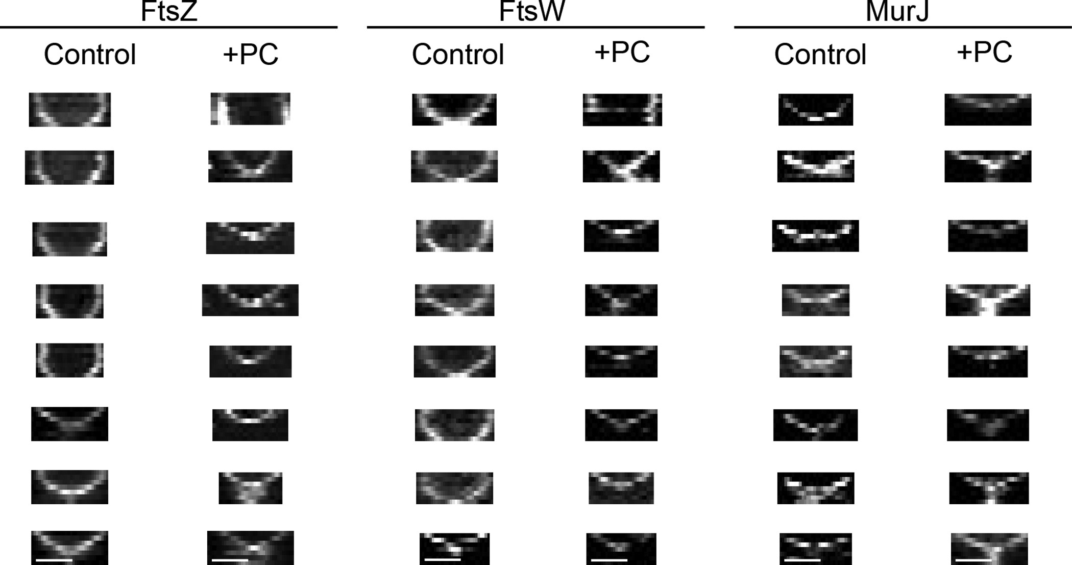 Extended Data Figure 8: Kymographs that show the constriction of FtsZ55–56sGFP, FtsW–sGFP and MurJ–sGFP rings during cell division.