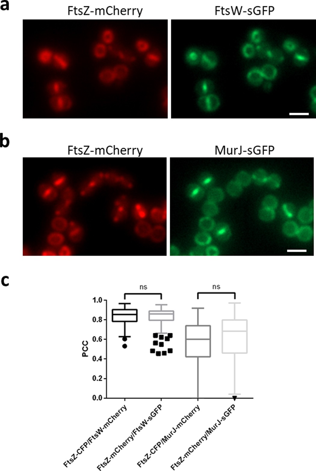 Extended Data Figure 1: Switching fluorescent tags has no effect on protein co-localization data.