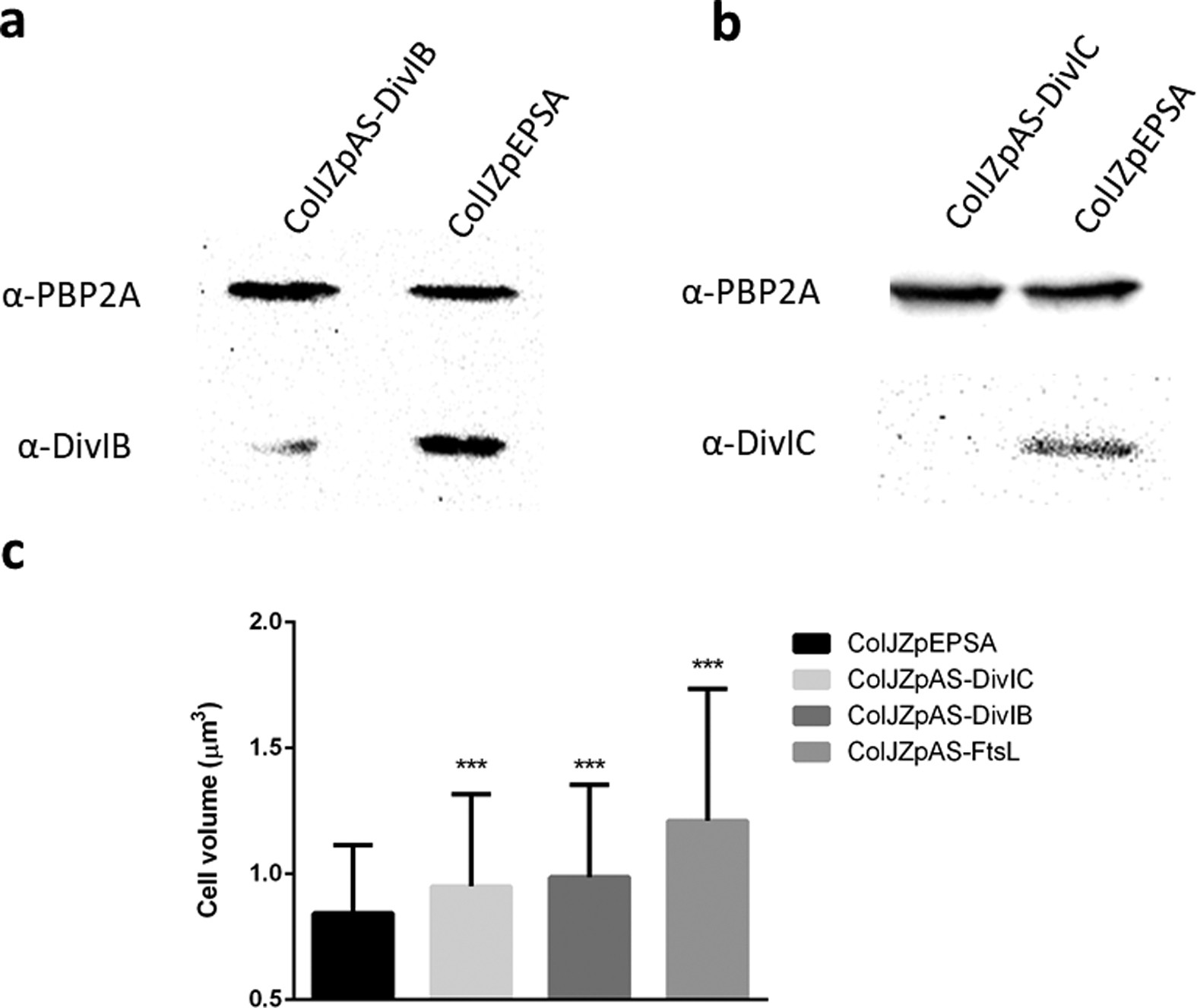 Extended Data Figure 2: Antisense RNA fragments that target the DivIB–DivIC–FtsL complex increased cell volume and decreased protein expression.
