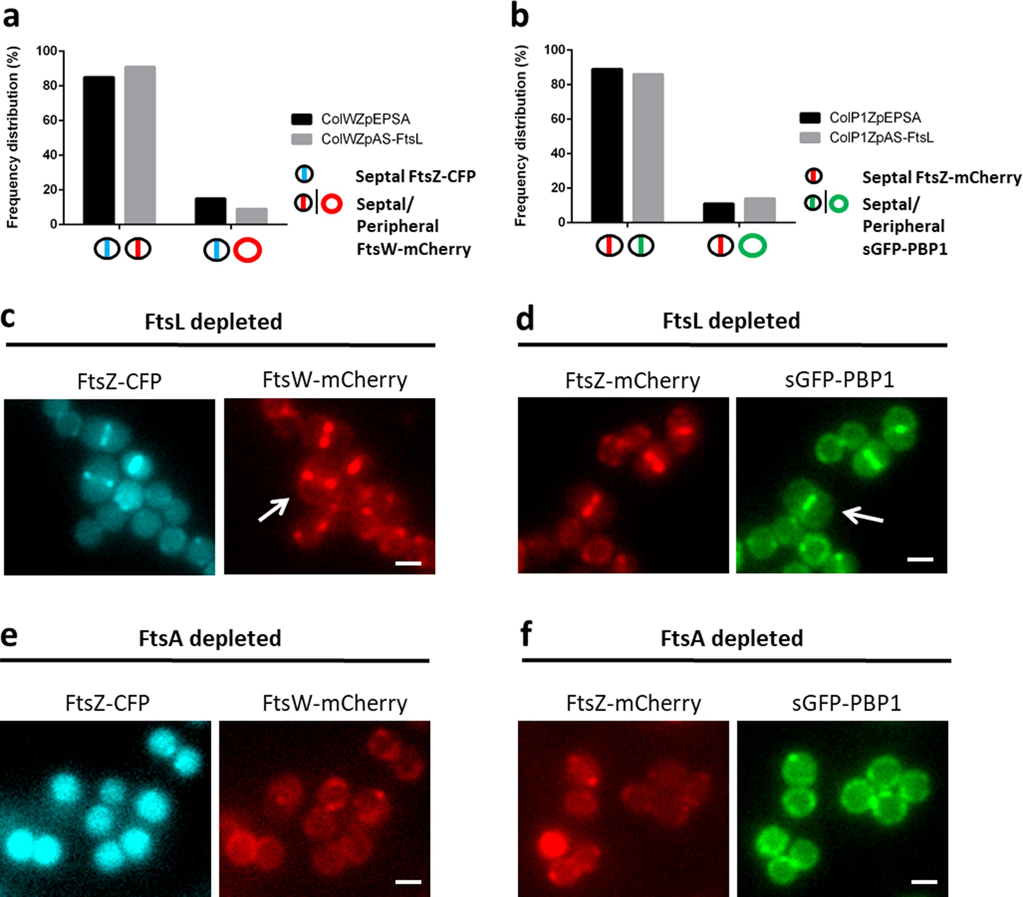 Extended Data Figure 3: FtsW and PBP1 recruitment to the divisome is independent of DivIB–DivIC–FtsL complexes.