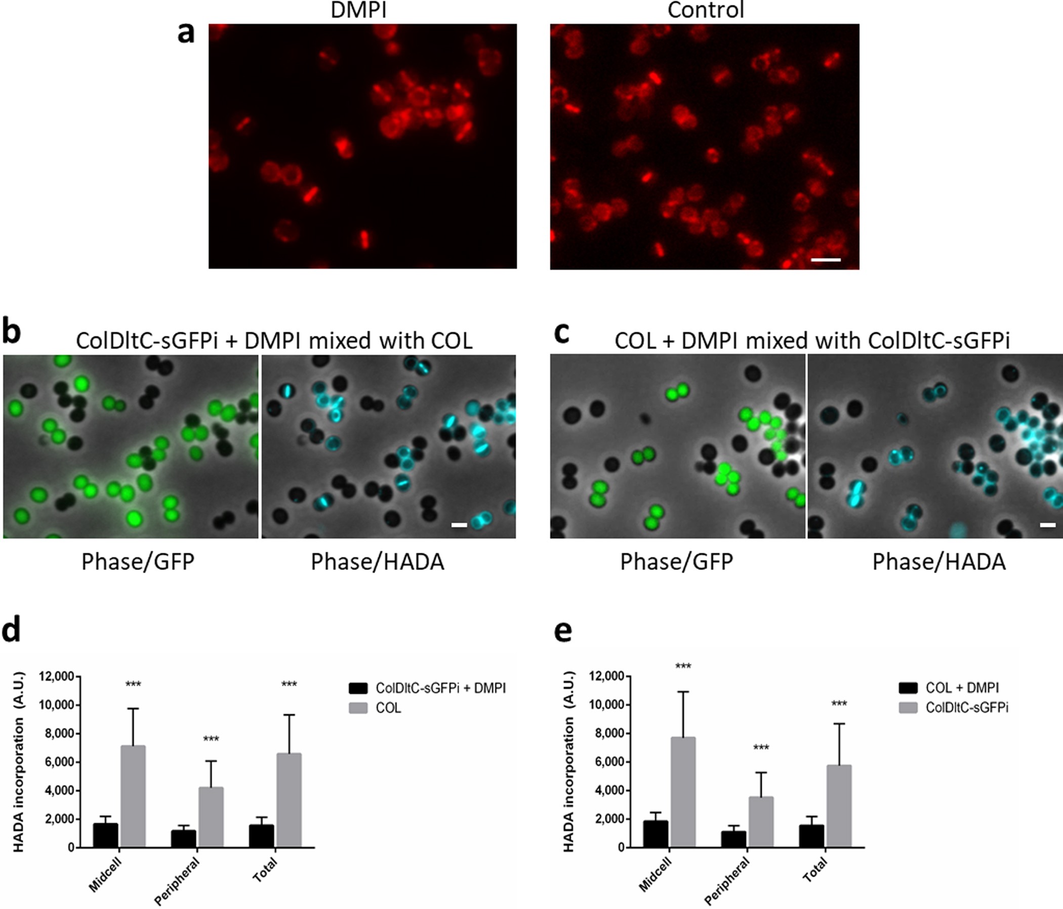 Extended Data Figure 4: Inhibition of MurJ activity does not prevent its recruitment to the midcell but impairs PG synthesis.