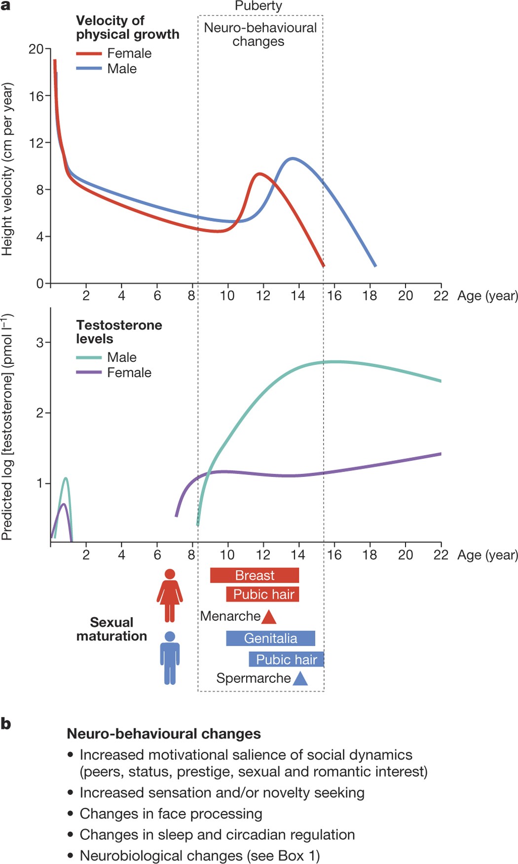 Importance Of Investing In Adolescence From A Developmental Science Perspective Nature