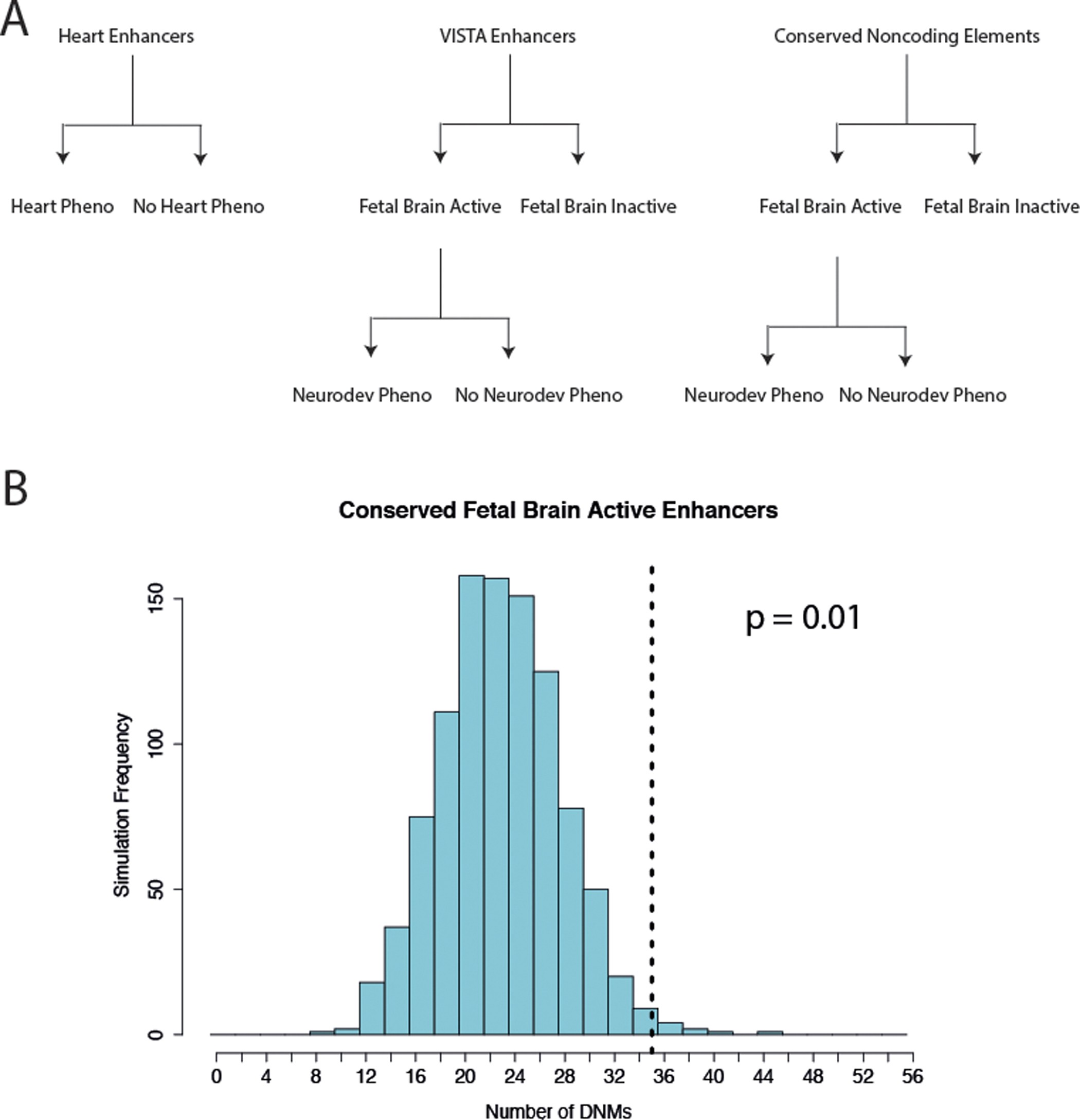Extended Data Figure 5: Hypothesis test enumeration and enrichment for mutations in highly conserved fetal brain-active enhancers.