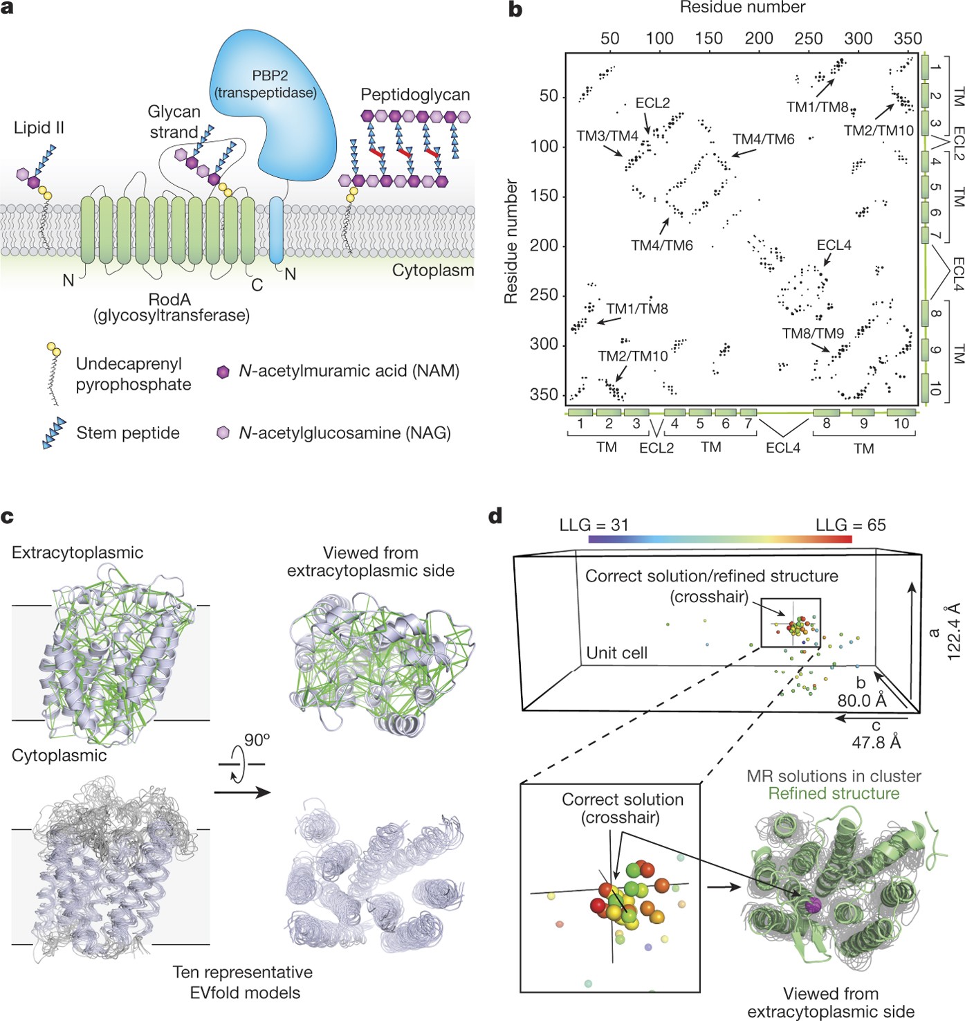 Structure Of The Peptidoglycan Polymerase Roda Resolved By Evolutionary Coupling Analysis Nature