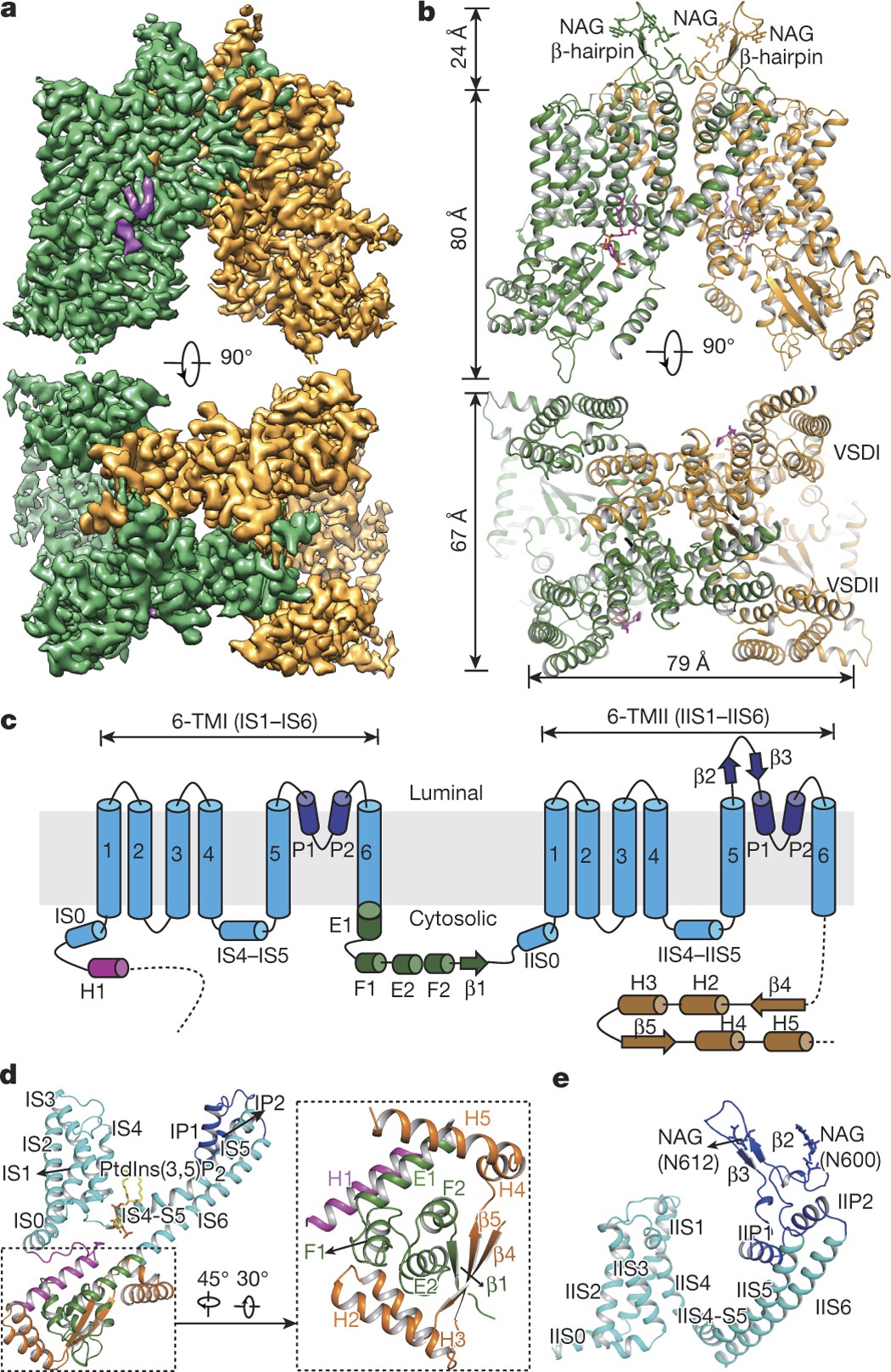 Structural Insights Into The Voltage And Phospholipid Activation Of The Mammalian Tpc1 Channel Nature
