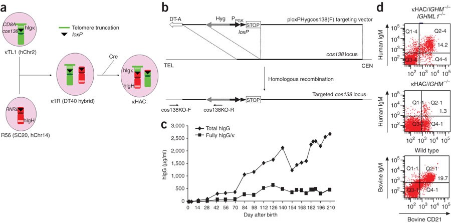 Blood plasma levels of the marker molecules, bovine IgG (BIgG, A