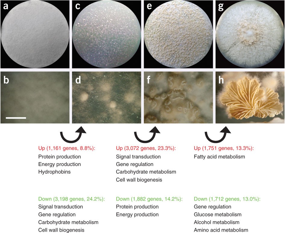 Genome sequence of the model mushroom Schizophyllum commune | Nature  Biotechnology