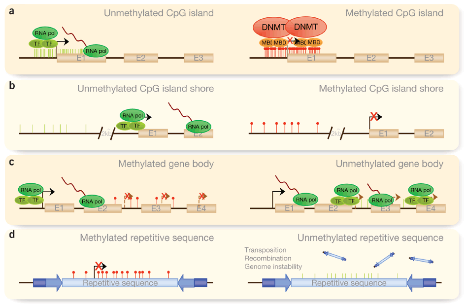 PDF) Rubinstein-Taybi Syndrome: A Model of Epigenetic Disorder