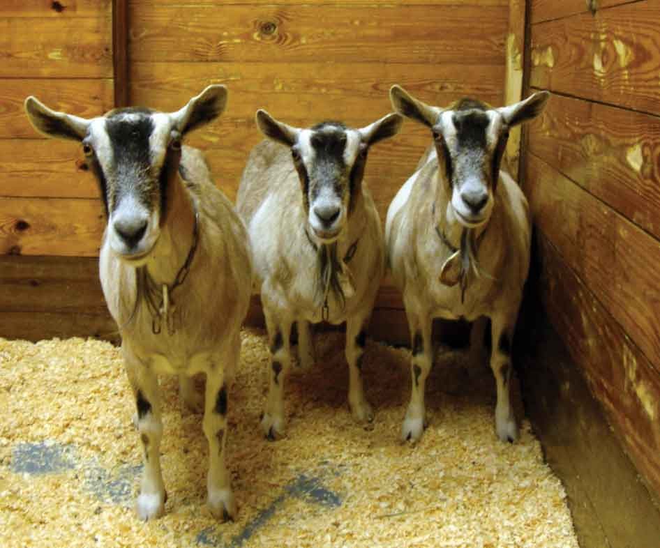 Update on the first cloned goats | Nature Biotechnology