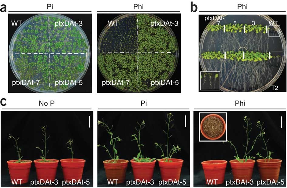 Engineering phosphorus metabolism in plants to produce a dual fertilization  and weed control system | Nature Biotechnology