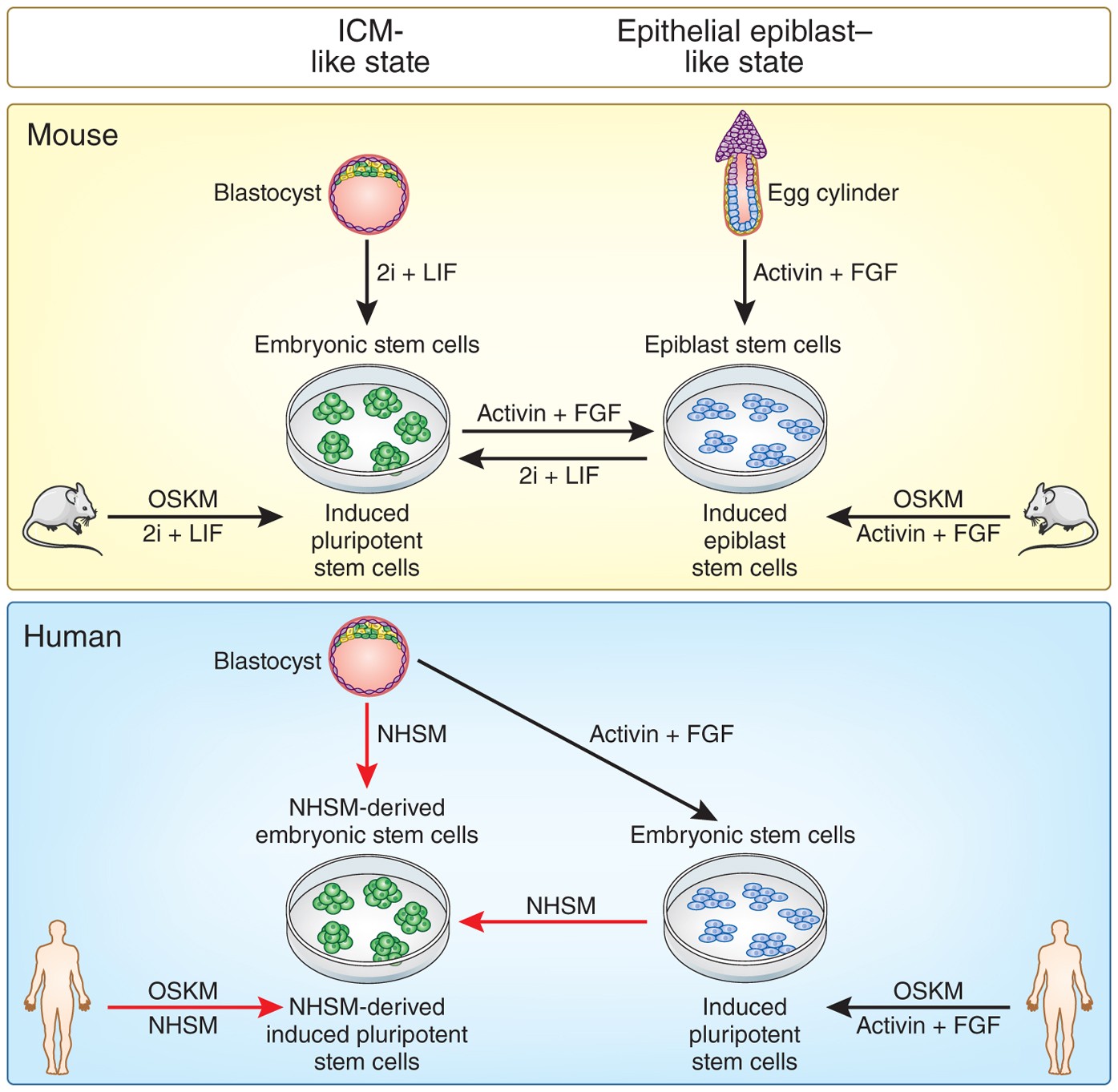 Naivete Of The Human Pluripotent Stem Cell Nature Biotechnology