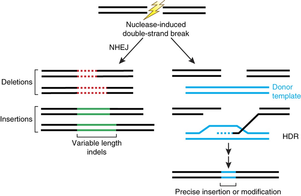 Gene targeting