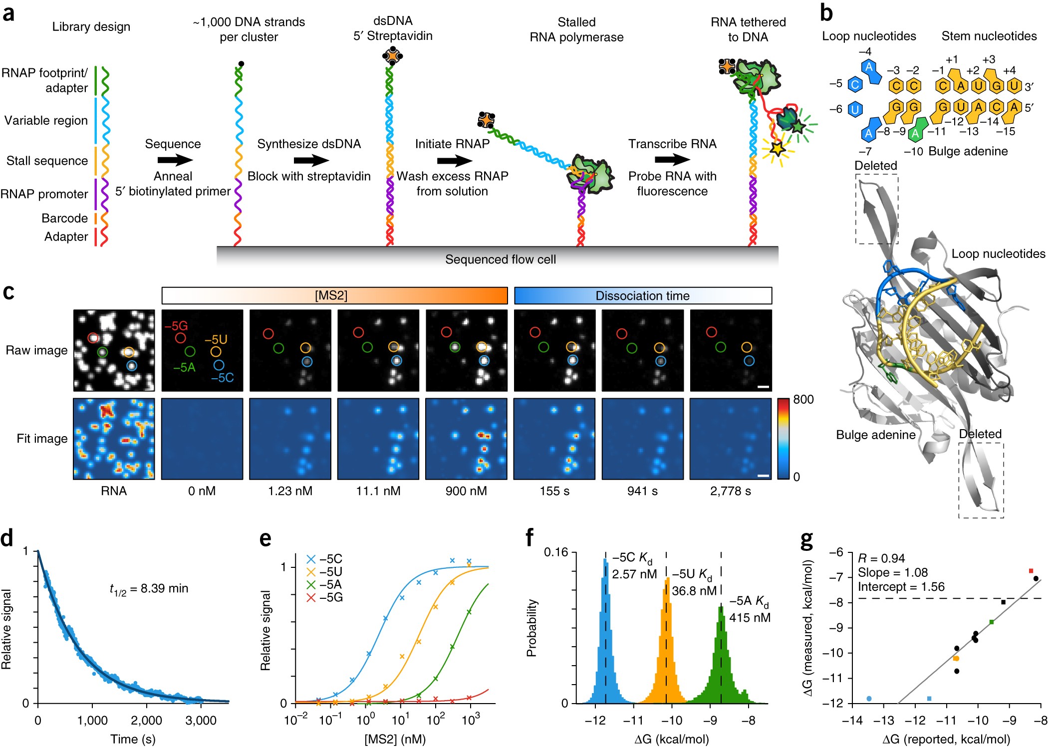 Quantitative analysis of RNA-protein interactions on a massively