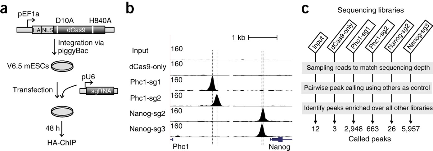 SUMO-1 CRISPR Knockout and Activation Products (h)