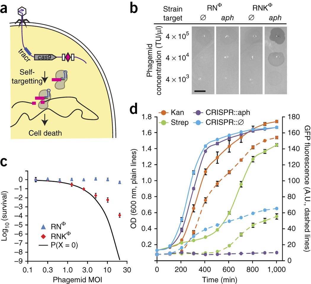 Exploiting CRISPR-Cas nucleases to produce sequence-specific antimicrobials  | Nature Biotechnology