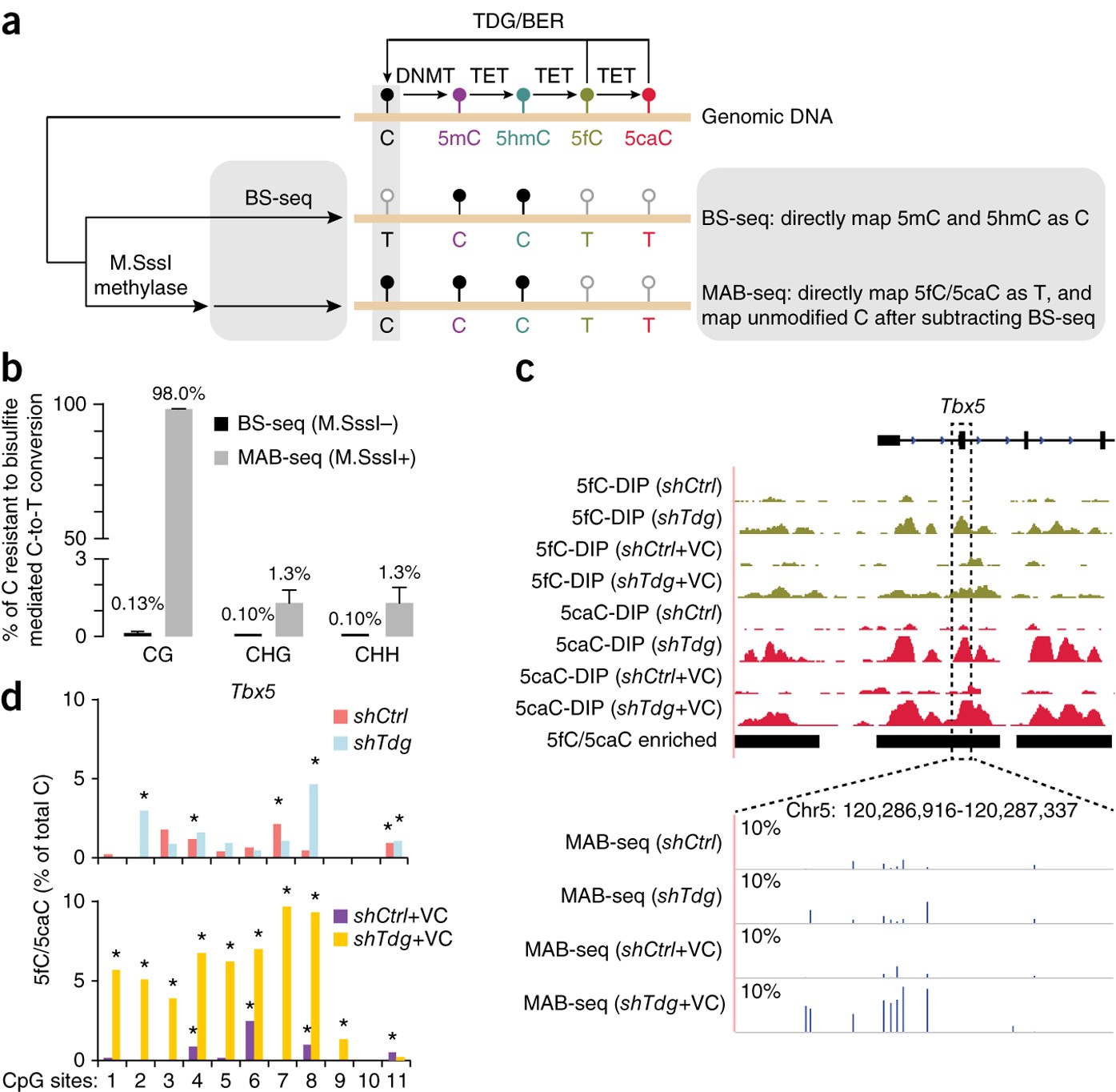 Single-base resolution analysis of active DNA demethylation using  methylase-assisted bisulfite sequencing | Nature Biotechnology
