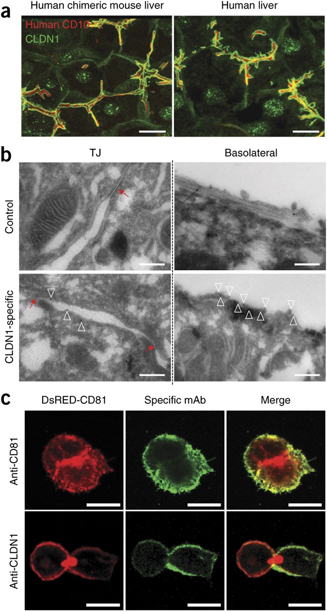 Clearance of persistent hepatitis C virus infection in humanized mice using  a claudin-1-targeting monoclonal antibody | Nature Biotechnology