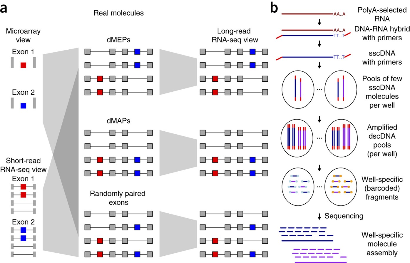 Reads sequencing. Long vowel o reading. Long vowels worksheets. Английский чтение phonics. Long read design.