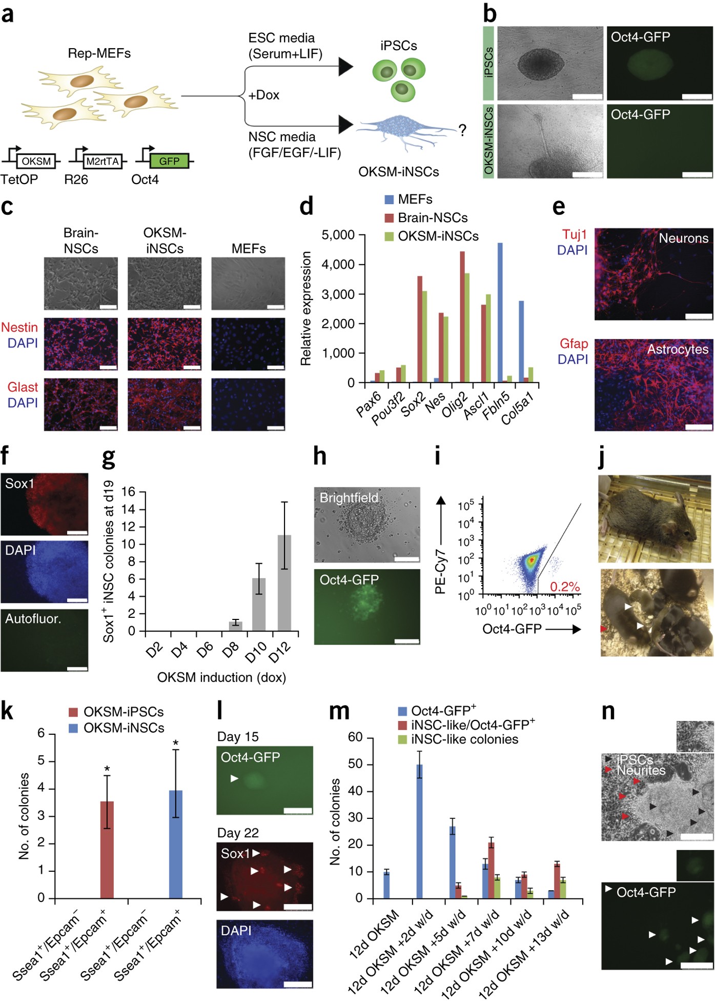 Lineage Conversion Induced By Pluripotency Factors Involves Transient Passage Through An Ipsc Stage Nature Biotechnology Lineage Conversion Induced By Pluripotency Factors Involves Transient Passage Through An Ipsc Stage Nature Biotechnology
