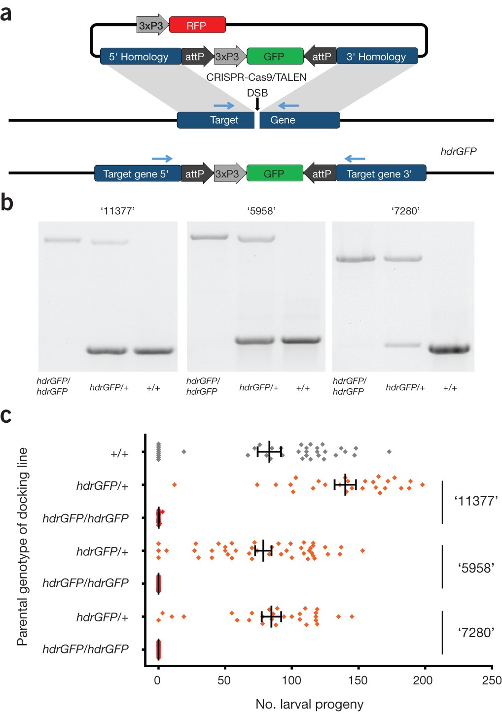 A CRISPR-Cas9 gene drive system targeting female reproduction in the malaria mosquito vector Anopheles gambiae | Nature Biotechnology da-forms-3238-3697-forms-docs-2023