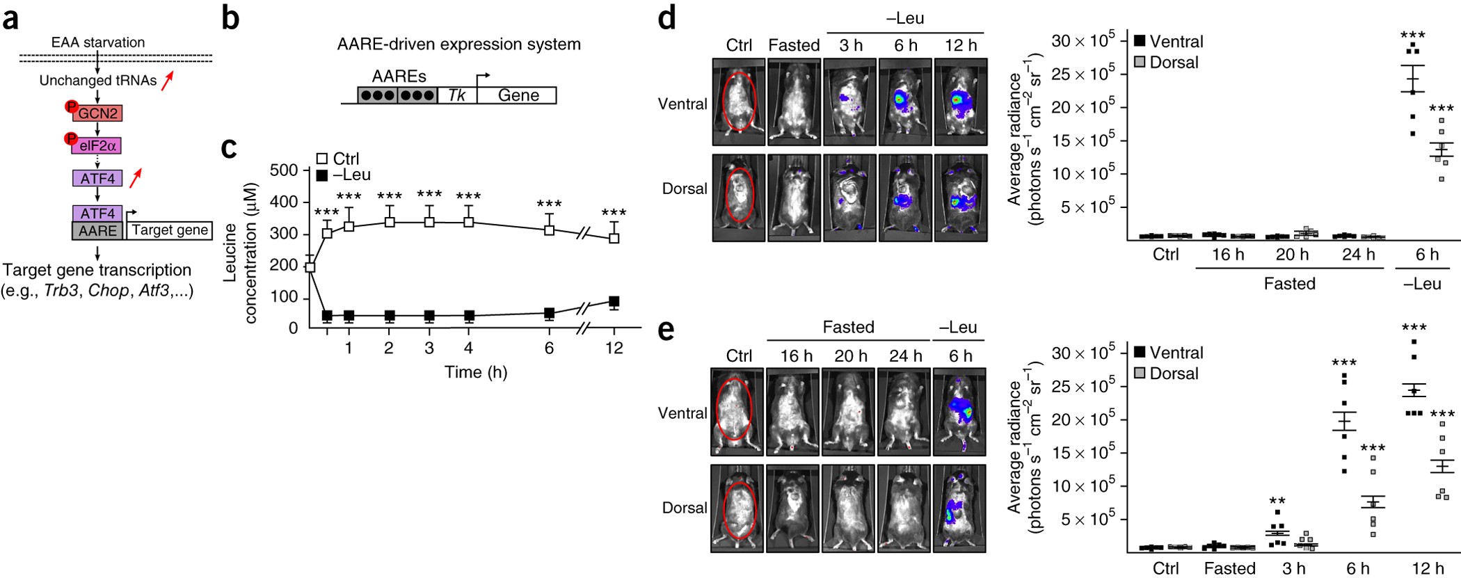 Regulating the expression of therapeutic transgenes by controlled intake of  dietary essential amino acids | Nature Biotechnology