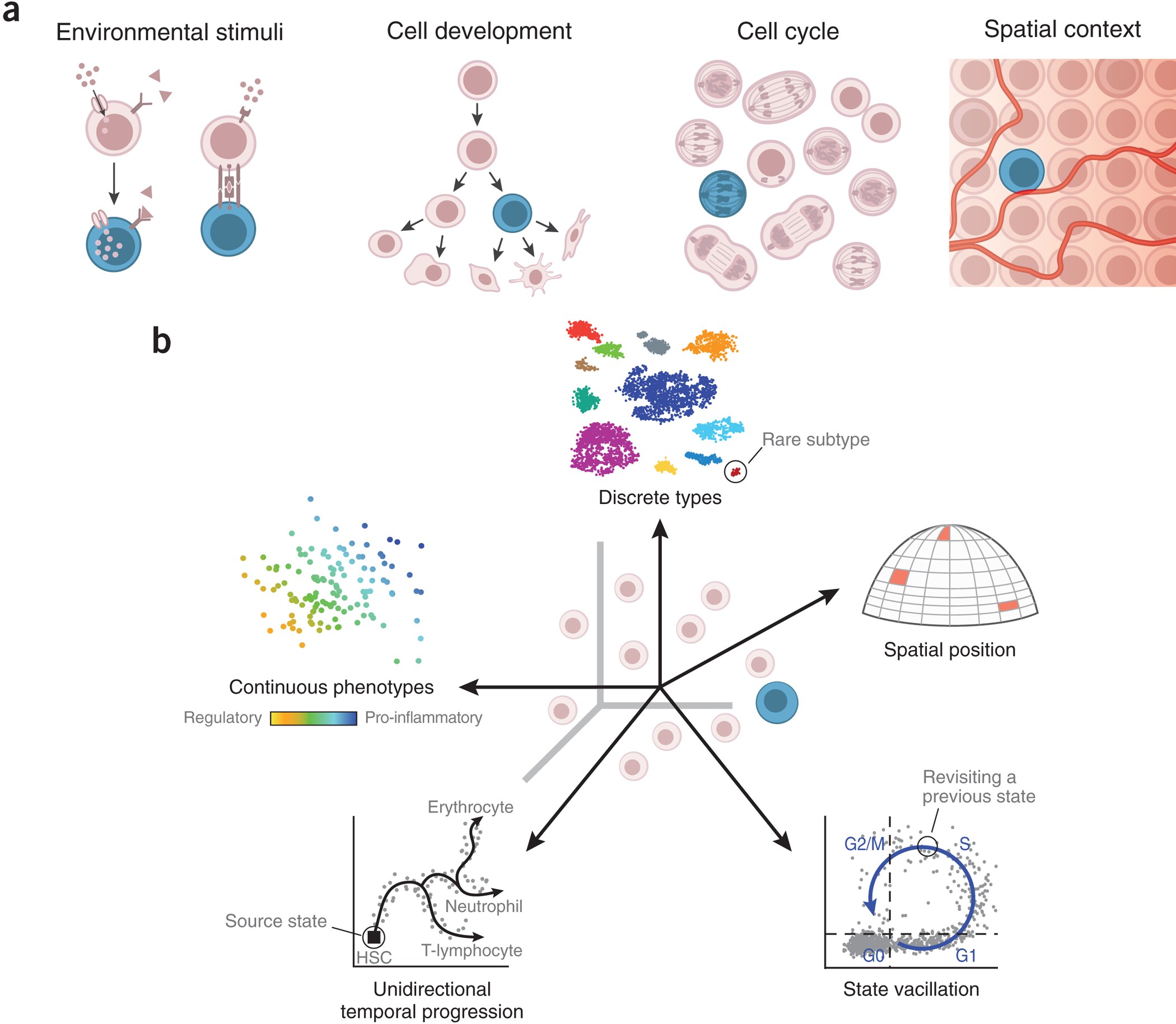 Revealing the vectors of cellular identity with single-cell