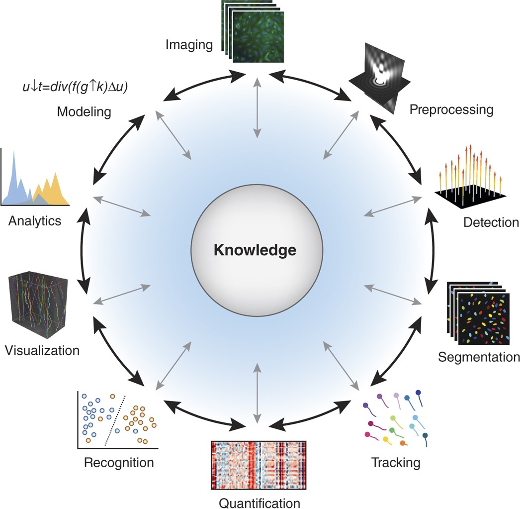 Imagining the future of bioimage analysis | Nature Biotechnology