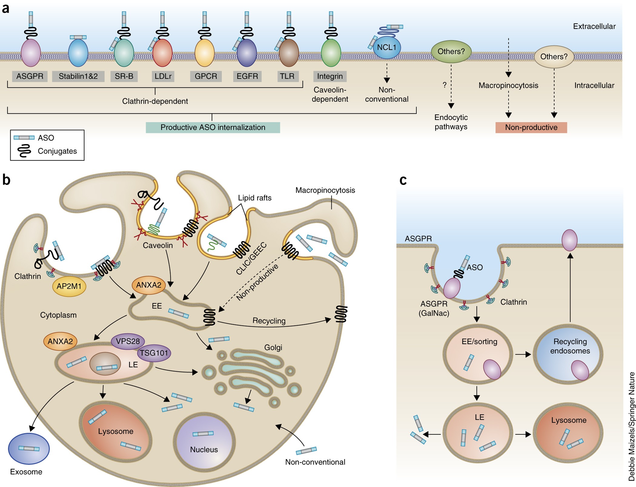 Calendrier 2023 Asos Cellular Uptake And Trafficking Of Antisense Oligonucleotides | Nature  Biotechnology