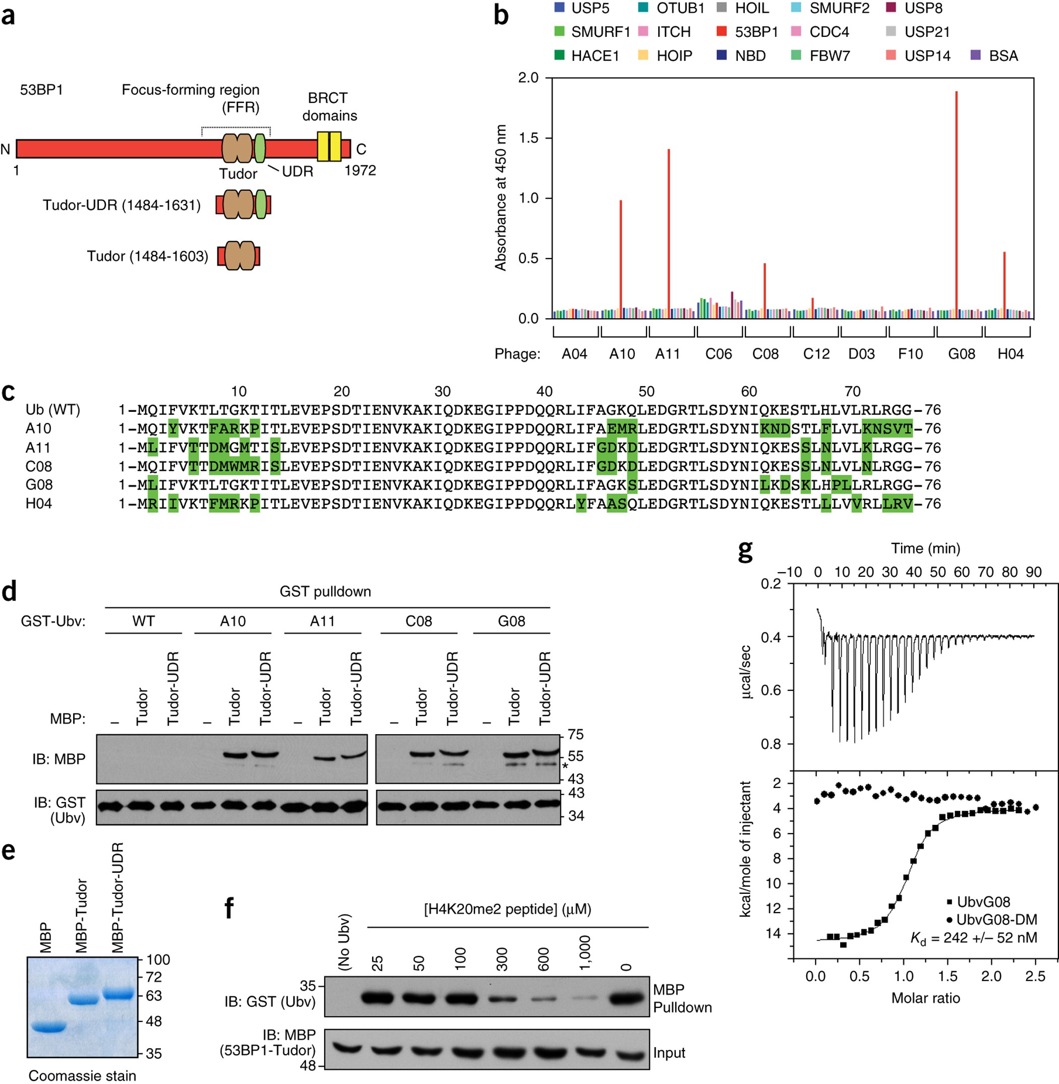 Inhibition Of 53bp1 Favors Homology Dependent Dna Repair And