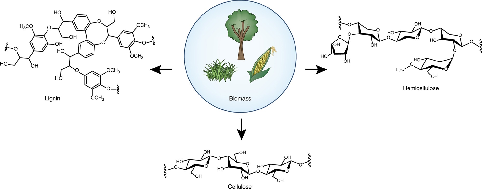 Microbial synthesis of medium-chain chemicals from renewables