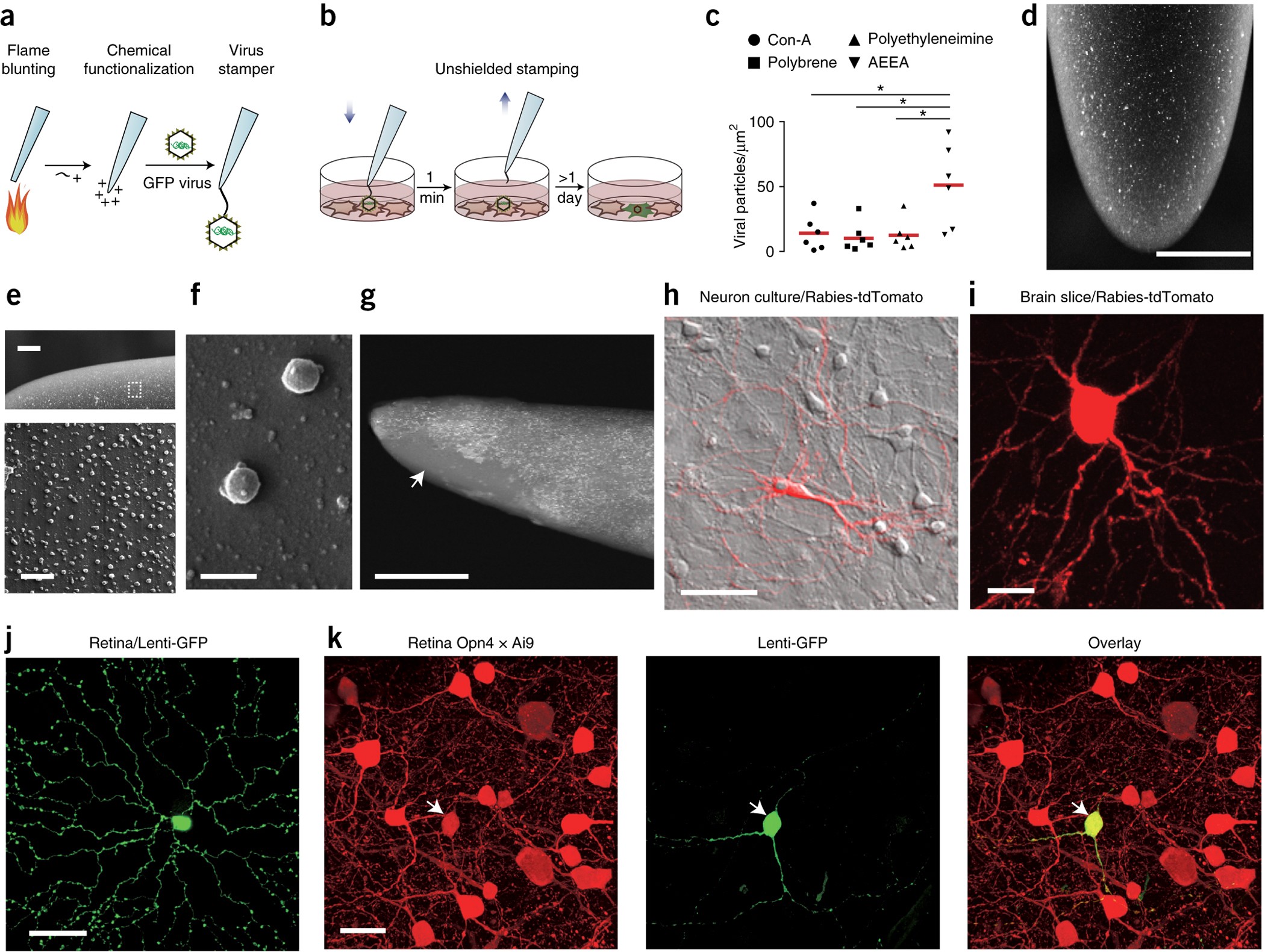 Virus Stamping For Targeted Single Cell Infection In Vitro And In Vivo Nature Biotechnology Virus Stamping For Targeted Single Cell Infection In Vitro And In Vivo Nature Biotechnology