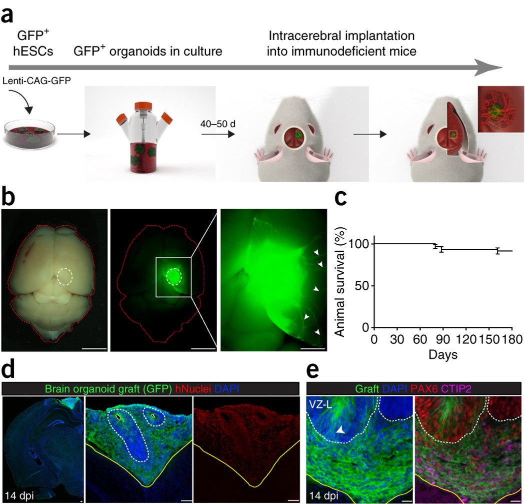 An in vivo model of functional and vascularized human brain organoids |  Nature Biotechnology