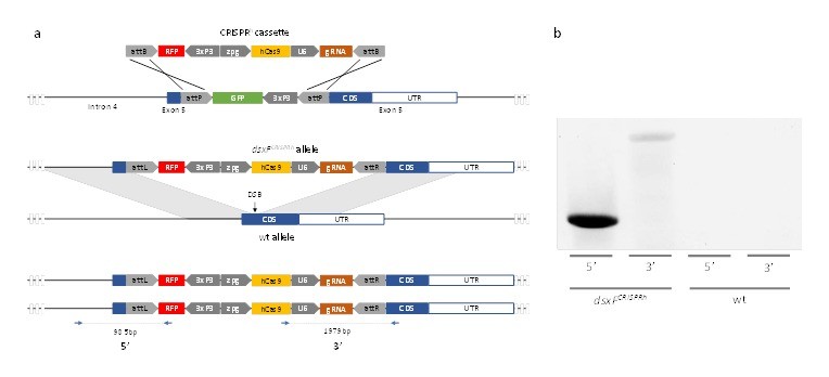 Supplementary Figure 3