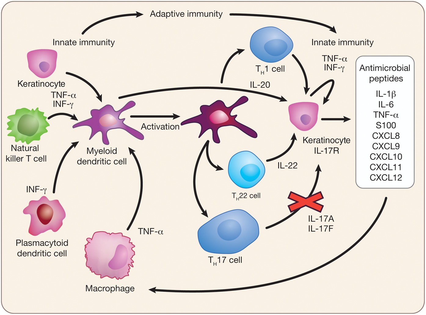 Il 17 Targeting Biologics Aim To Become Standard Of Care In Psoriasis Nature Biotechnology