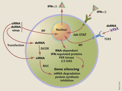 dsrna