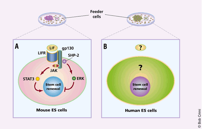 Feeding Hungry Stem Cells Nature Biotechnology