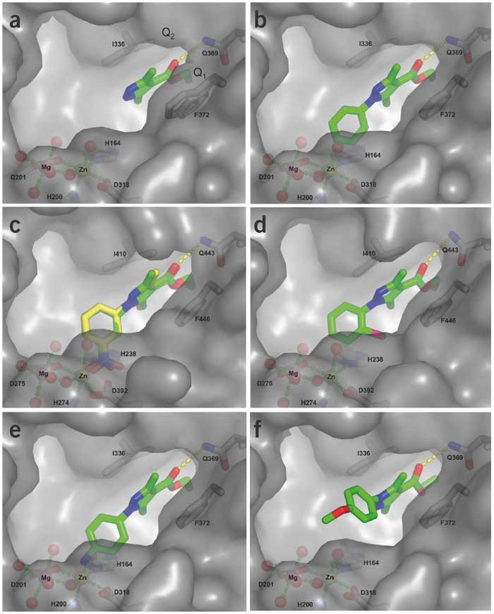 A family of phosphodiesterase inhibitors discovered by cocrystallography  and scaffold-based drug design | Nature Biotechnology