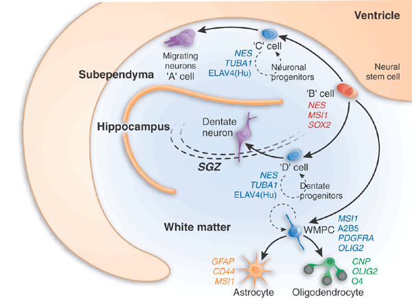 Presynaptic Dysfunction in Neurons Derived from Tay–Sachs iPSCs