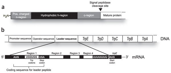 Leader sequences are not signal peptides | Nature Biotechnology