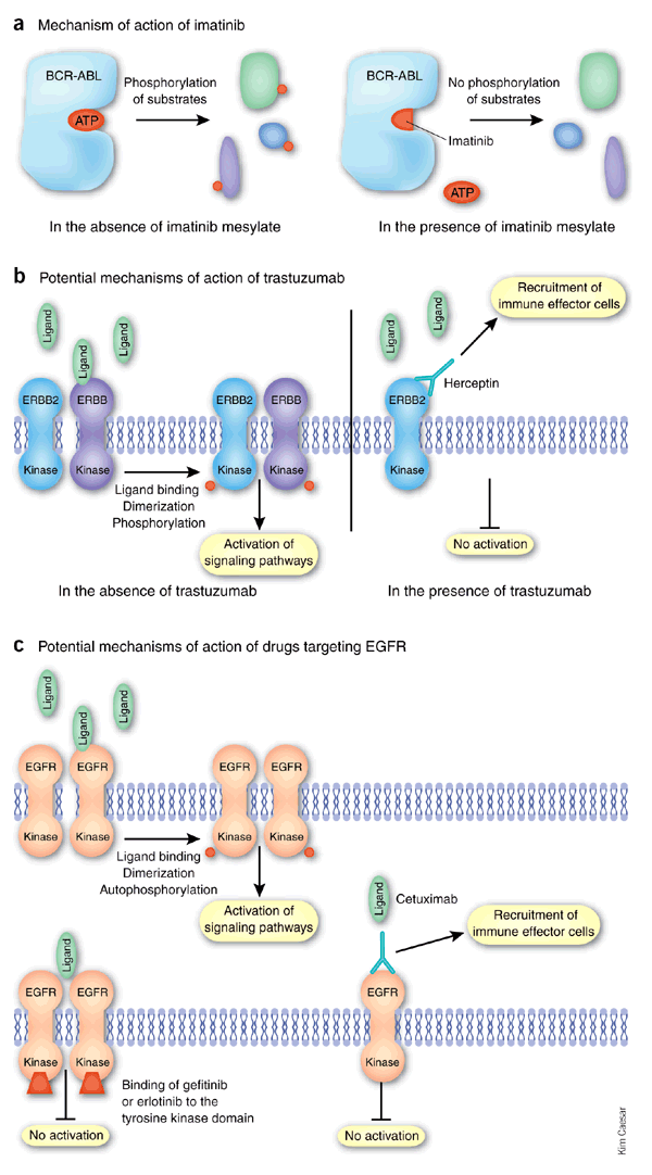 The role of companion diagnostics in the development and use of ...