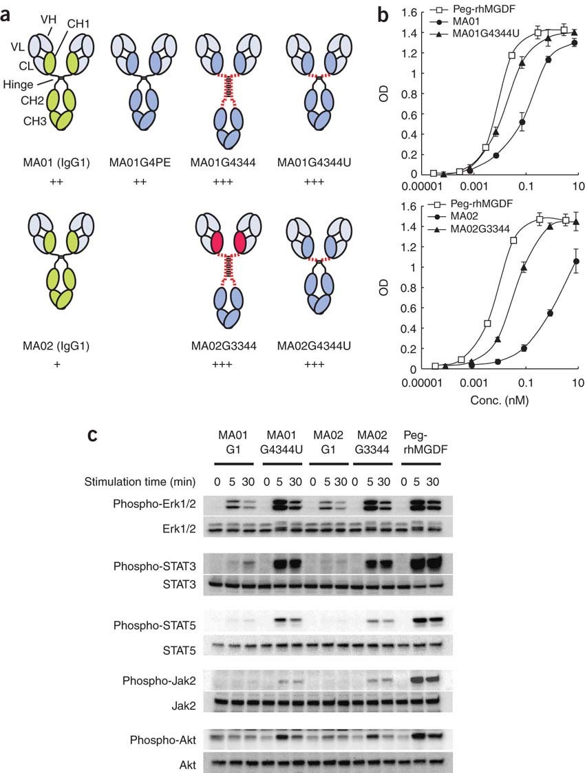 Switching constant domains enhances agonist activities of antibodies to a  thrombopoietin receptor | Nature Biotechnology