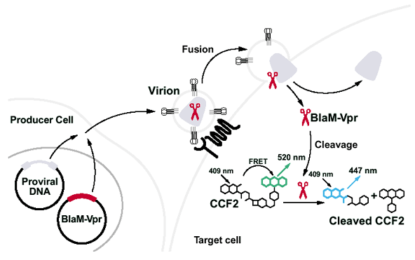 A sensitive and specific enzyme-based assay detecting HIV-1 virion fusion  in primary T lymphocytes | Nature Biotechnology