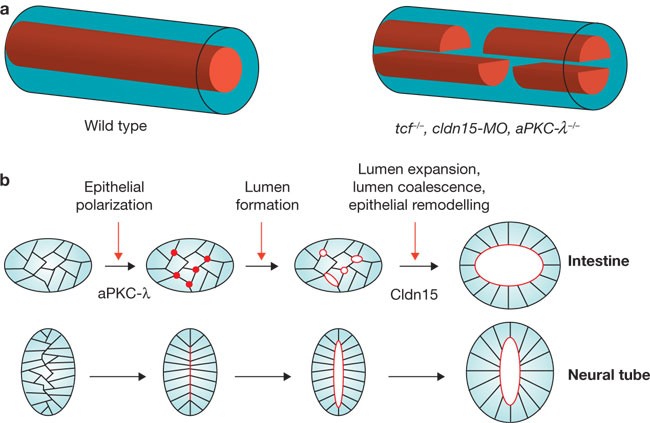 It takes guts to make a single lumen Nature Cell Biology