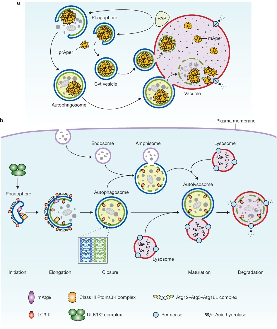 Eaten alive: a history of macroautophagy | Nature Cell Biology, image size:946x1123