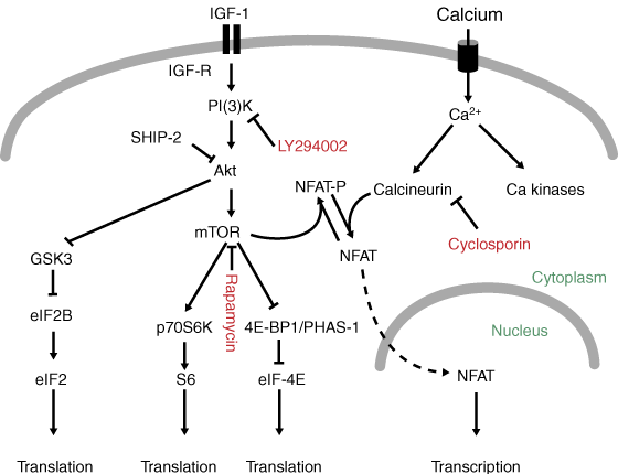 Mediation of IGF-1-induced skeletal myotube hypertrophy by PI(3)K/Akt/mTOR and PI(3)K/Akt/GSK3 pathways