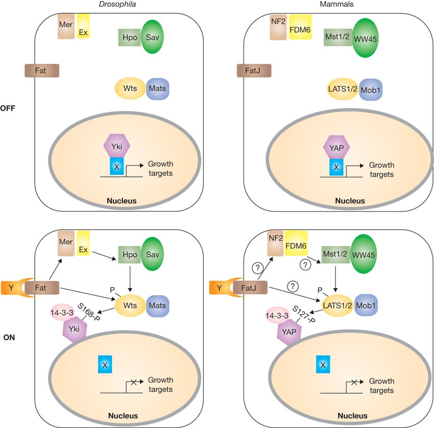How size is controlled: from Hippos to Yorkies | Nature Cell Biology