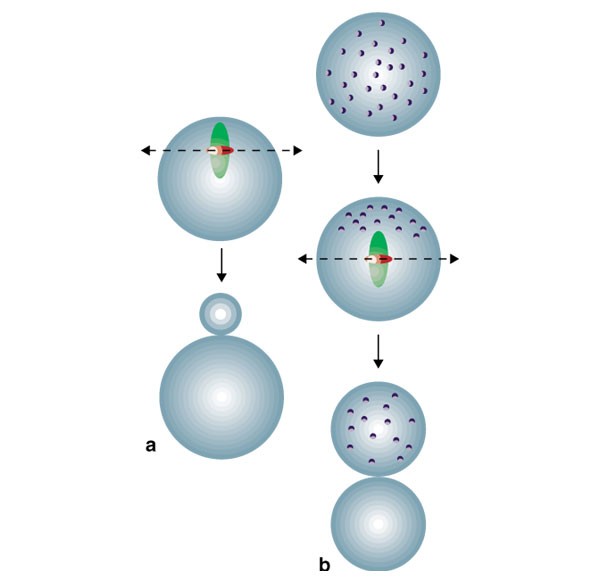 Polar body formation: new rules for asymmetric divisions