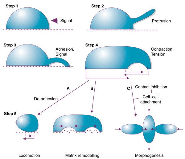Cell motility: insights from the backstage | Nature Cell Biology