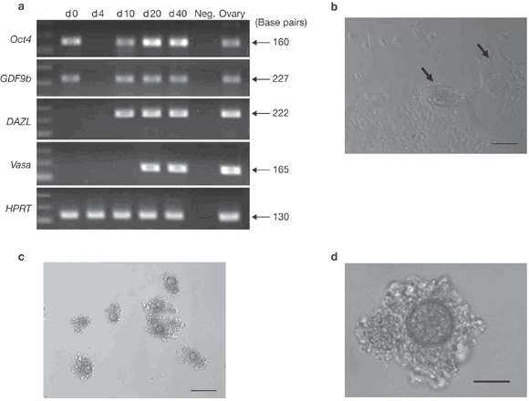In vitro germline potential of stem cells derived from fetal porcine skin |  Nature Cell Biology
