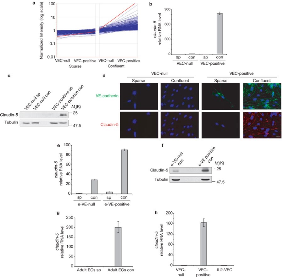 Systems Proteomics View of the Endogenous Human Claudin Protein